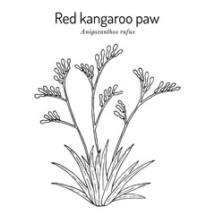 Red kangaroo paw (Anigozanthos rufus), ornamental plant