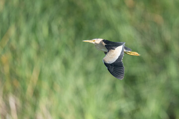 Little Bittern in flight over the reeds of the marsh	