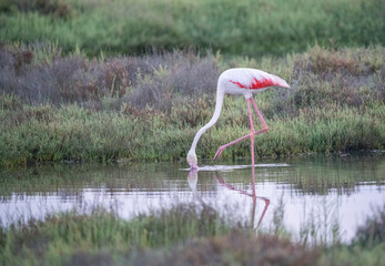 Greater flamingo in the delta Ebro river	