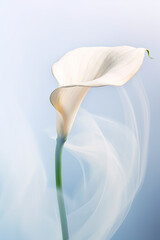 Abstract close-up of Calla with ethereal smoke in the background. Banner for the design. Background.