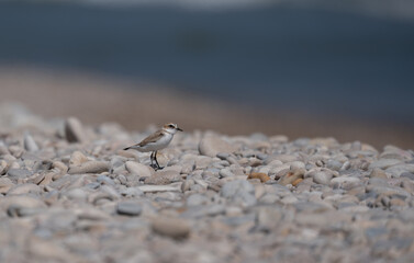 Kentish plover in the wild pebble beach