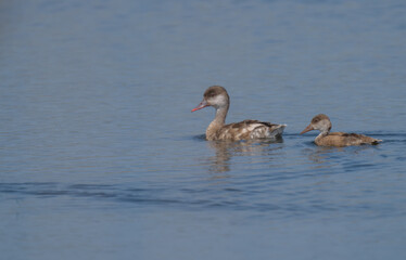 female Red-crested Pochard with her chick

