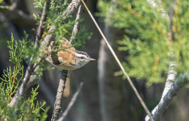 Moustached Warbler hidden on the branches	