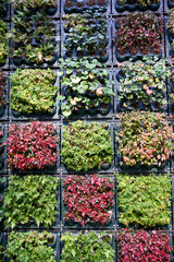 【背景素材】格子状に並んだカラフルな植物