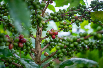 Arabica coffee beans the organic nature coffee beans before roasting and making coffee business concept.