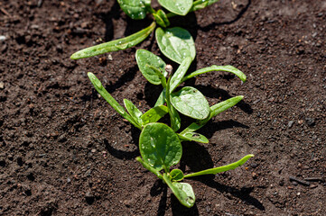 ほうれん草の発芽