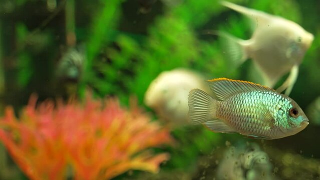 Close-up of beautiful fish in aquarium. Beautiful freshwater aquarium with green plants and many fish. Beautiful tank landscape.  Luminous shiny ecosystem, vibrant decorative tank 