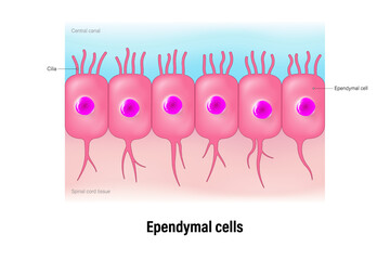 Ependymal cells vector. Ependymocytes. Glial cells (neuroglia). Central nervous system. - obrazy, fototapety, plakaty