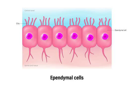 Ependymal cells vector. Ependymocytes. Glial cells (neuroglia). Central nervous system.