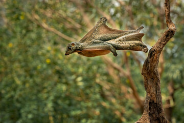 Flying lemur in the rainforest of Java, Indonesia.
