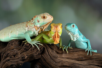 Juveniles Blue, Red, and Blue Red Iguanas.