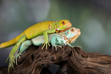 Juveniles Red and Blue Red Iguanas.