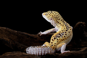 The Leopard Gecko (Eublepharis macularius) is a lizard native to South Asia. - obrazy, fototapety, plakaty