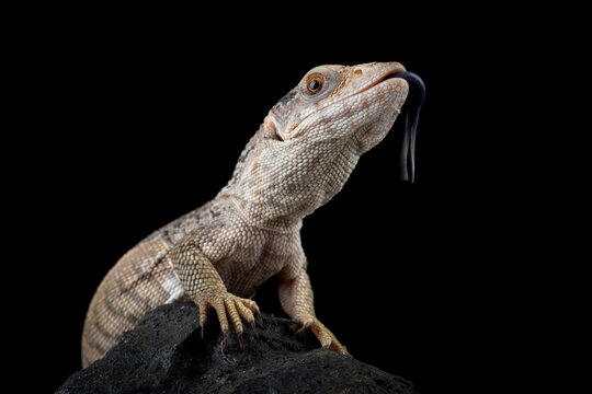 The Savannah Monitor (Varanus exanthematicus) is a species of monitor lizard native to Africa.