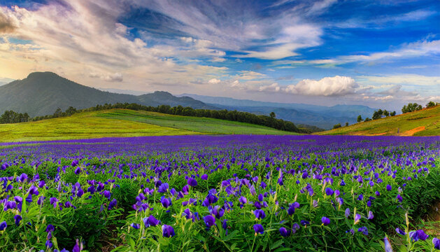 meadow with flowers and mountains © New2023