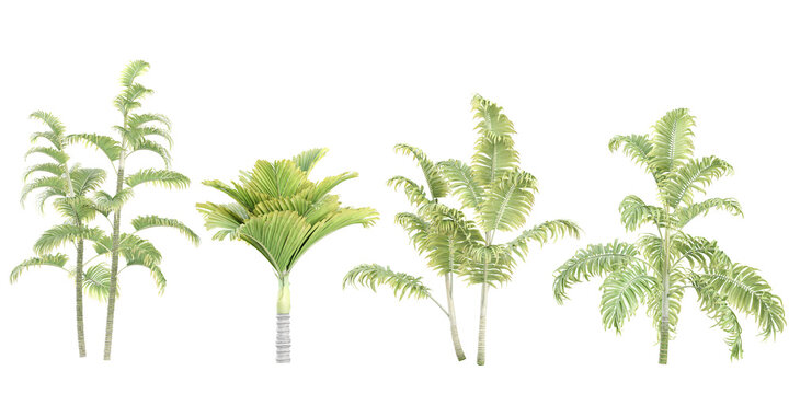 Areca palm,Veitchia trees with transparent background, 3D rendering, for illustration, digital composition, architecture visualization