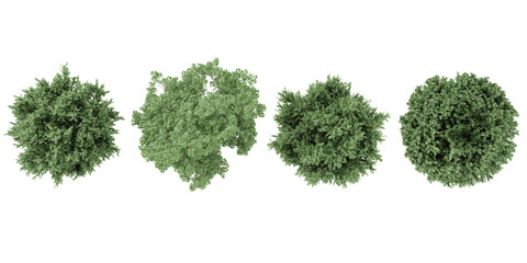 Fototapeta premium Common juniper,elderberry Trees in the forest, top view, area view, isolated on transparent background, 3D illustration, cg render