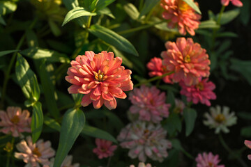 Close-up of orange zinnia flowers blooming in the garden