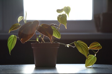 Contemporary plant for urban jungle Philodendron scandens Micans is growing on the brown pot with soil. Home plant with heart shaped soft and velvet leafs on the window turning beautiful morning soft 