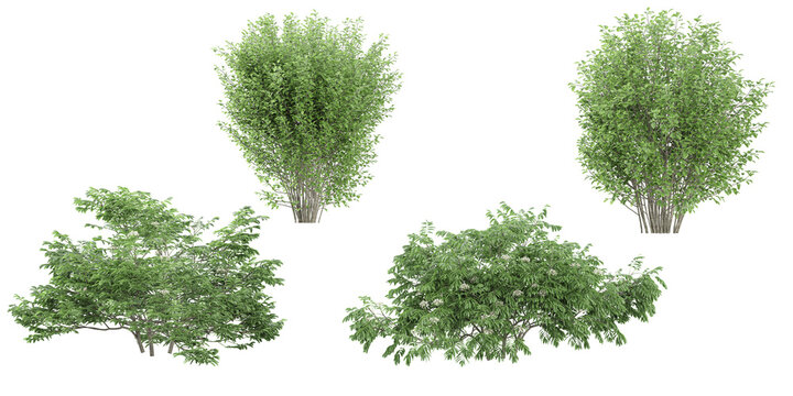 Jungle Chinese Elderberry, River Birch,Korean Stewartia trees shapes cutout 3d render