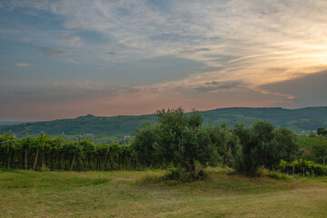 hills with vineyards in Soave at sunset