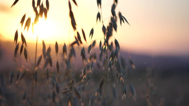 Oat field. Ripe oat ears at sunset. Scenic summer landscape. Oat - Avena sativa. Organic agriculture harvesting agribusiness concept. Slow motion, close-up