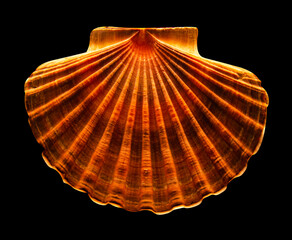 seashell scallop isolated on black background