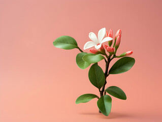 Fototapeta premium Murraya flower in studio background, single Murraya flower, Beautiful flower images