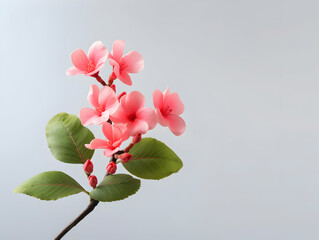 Murraya flower in studio background, single Murraya flower, Beautiful flower images