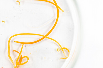 Backgrounds of Characteristics of Acanthocephalans (Thorny-headed worms, or spiny-headed worms) under the microscope for education in laboratory.