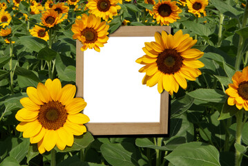 Close-up of a sunflower with a picture frame in the center and empty space in a separate frame on a PNG file with a transparent background in the frame.