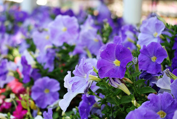 Field of purple petunias
