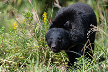 歩き回るツキノワグマ
