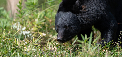 歩き回るツキノワグマ