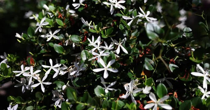 Flowering plants with many white flowers living green hedge. Beautiful bush with flowers in the park or garden