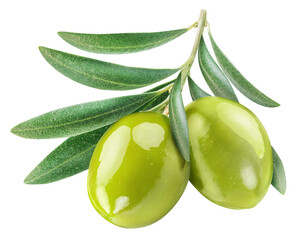 Two green olive berries on olive twig on white background. File contains clipping path.