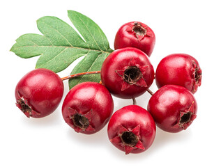 Branch of  common hawthorn with berries isolated on white background.