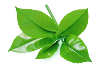 Fresh tea leaves isolated on white background. Closeup.