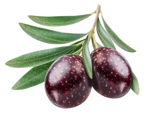Two  semi-ripe olive berries on olive twig on white background. File contains clipping path.
