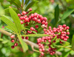 Fresh pink peppercorns  between pepper tree foliage.