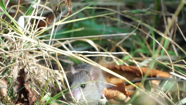 Cat playing with mouse or little rat in backyard, hunts in high grass outdoors. Pet catches rodents. Grey and white cat plays with a mouse in garden. Concept of pets natural instincts. Slow motion