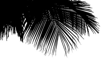 silhouette de palme