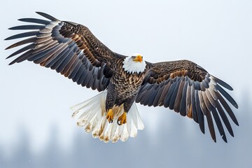 Fototapeta premium Majestic Bald Eagle Soaring Gracefully Over a Wintry Landscape in Broad Daylight