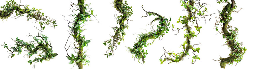 A collection of Twisted Wild Creeper, a chaotic jungle vine with moss, lichen, and leaves from a wild orchid climber, isolated against a isolated background - obrazy, fototapety, plakaty