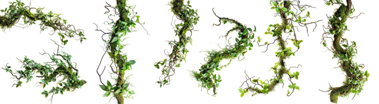 Fototapeta A collection of Twisted Wild Creeper, a chaotic jungle vine with moss, lichen, and leaves from a wild orchid climber, isolated against a isolated background