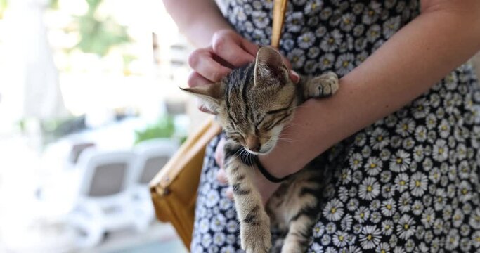 Small striped kitten in female hands in park. Volunteering and saving homeless animals