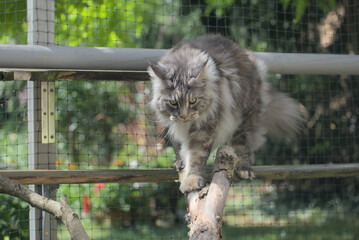 Maine Coon,the largest cat. Portrait of gray-haired  big kitty  in fenced run.Close up of handsome adult maine coon on blur natur background. - 706287106
