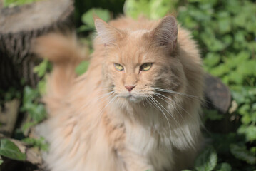 Maine Coon,the largest cat. Portrait of  big kitty  in fenced run. Close up of handsome cream-hairy adult maine coon on blur natur background. - 706287332