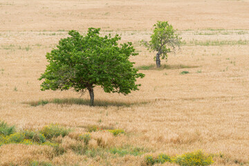 Two trees with green leaves and a yellow meadow around them - 706290187