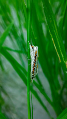 green caterpillar on a leaf